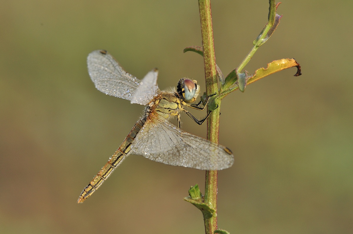 femmina di Sympetrum fonscolombii (Selys, 1840) - Libel...