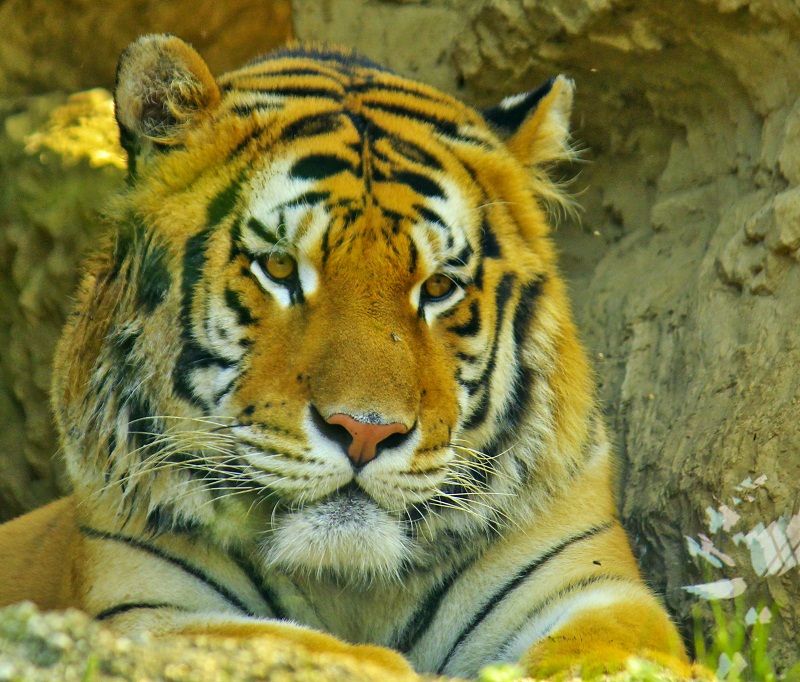 Panthera Tigris Altaica...