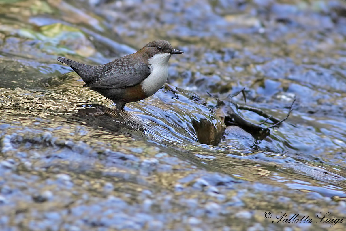 Merlo acquaiolo (Cinclus cinclus)...