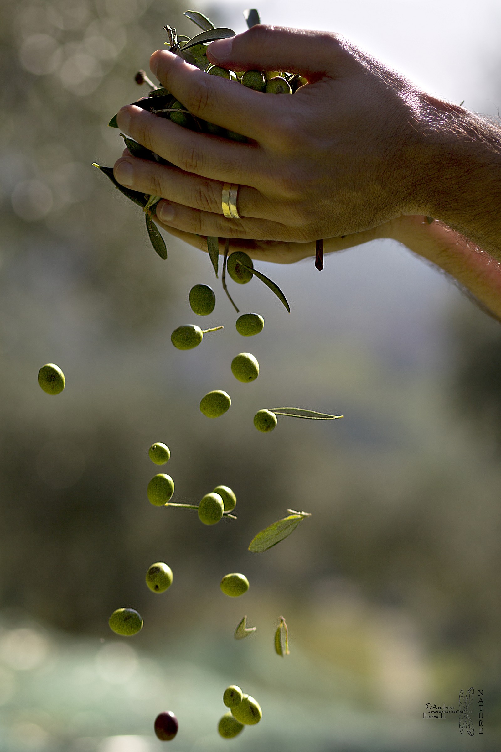 Raccolta delle olive...