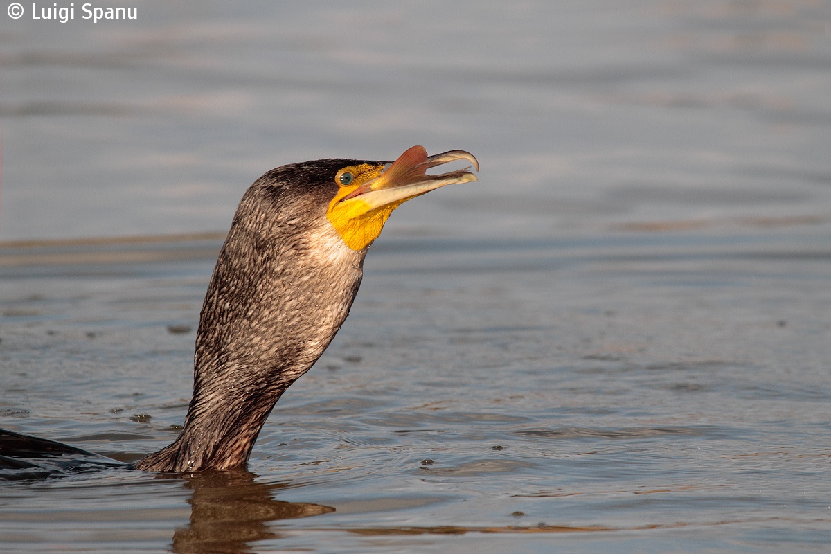 Cormorano-ritratto...