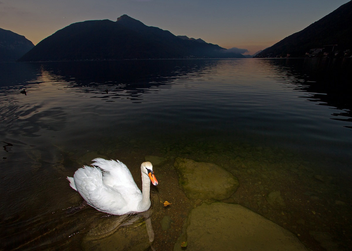Sunrise with swans at Ponte dam Melide, Switzerland...