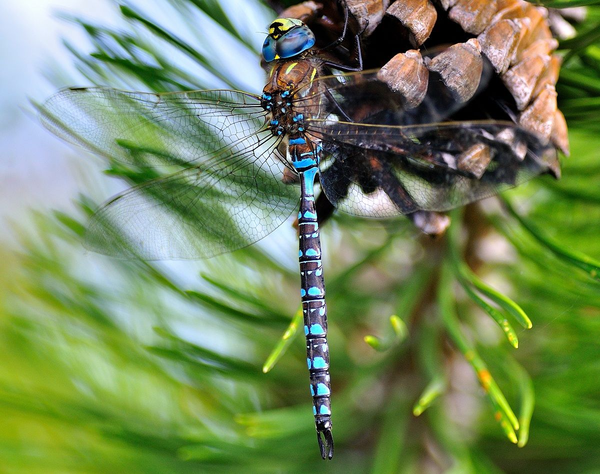 Dragonfly 5...