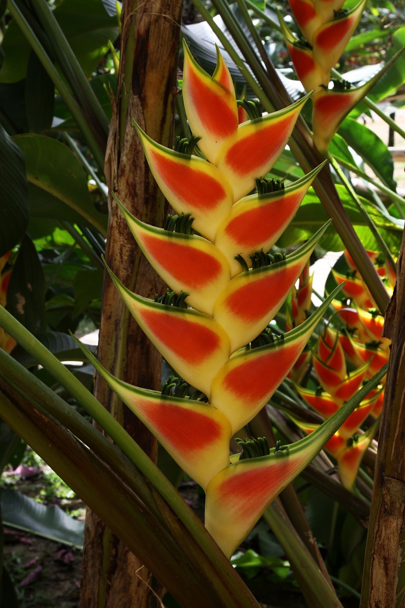 Tropical flower...