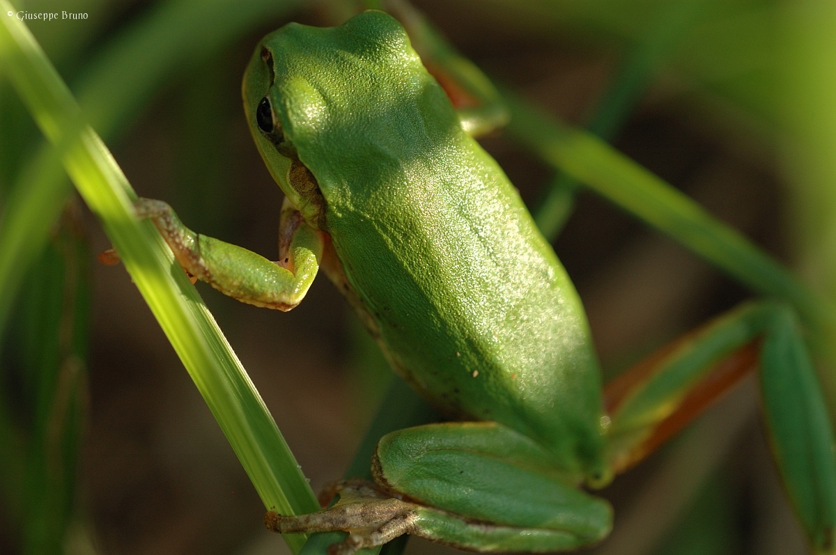 Green Frog...