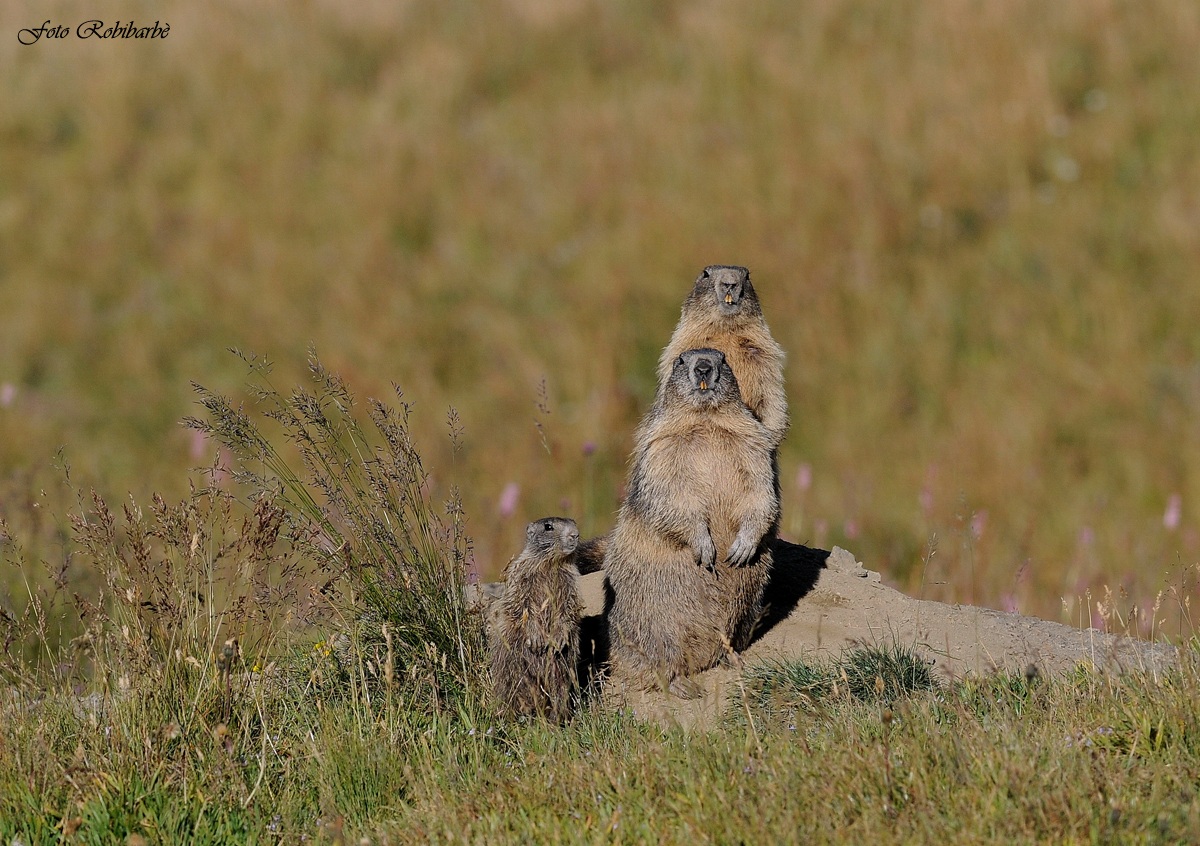 Marmotte: allegra famiglia...