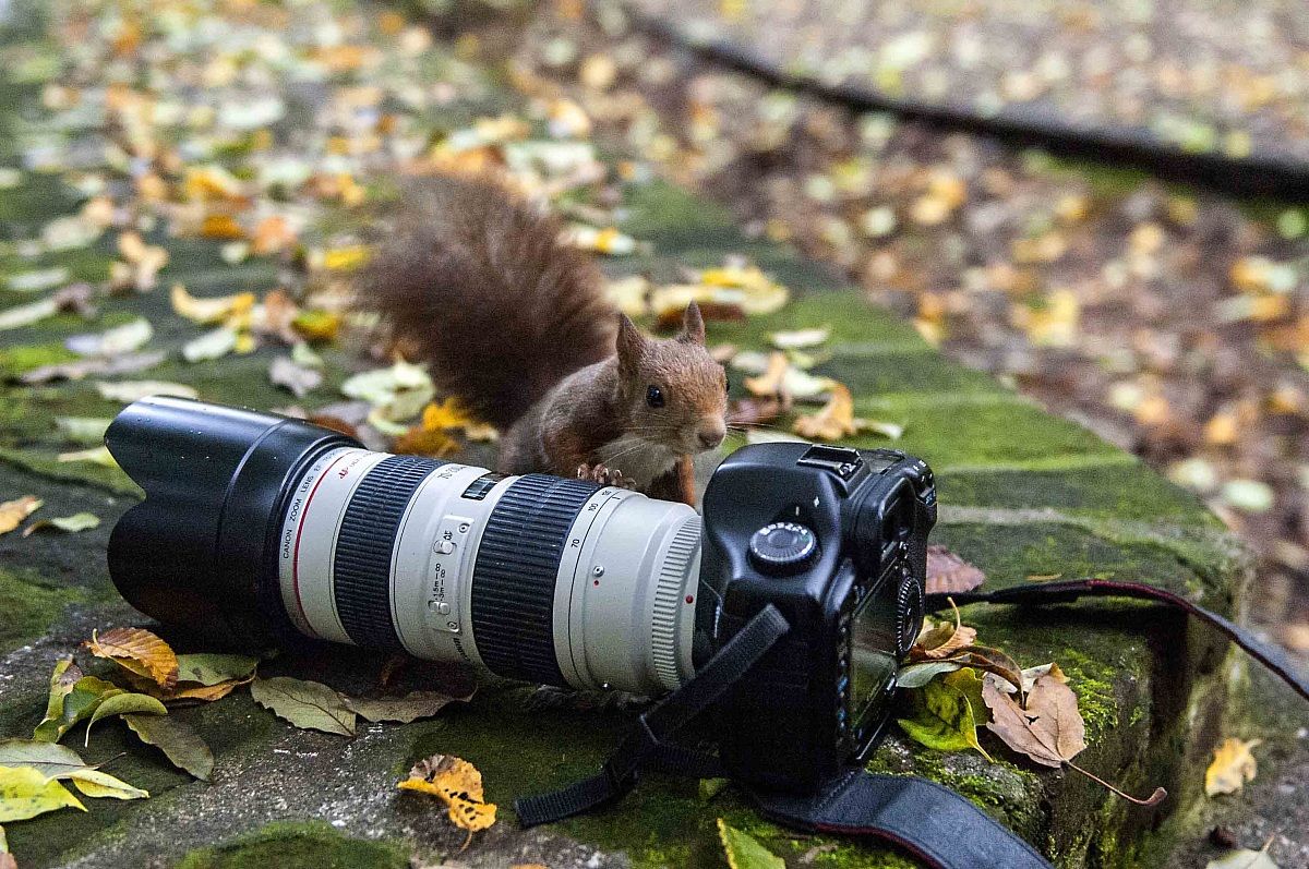 Curious squirrel .........