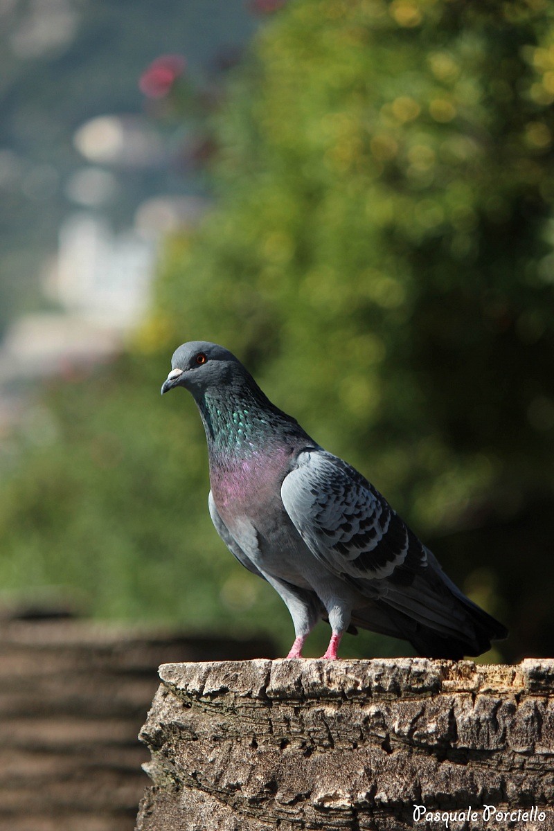 pigeon imposing...