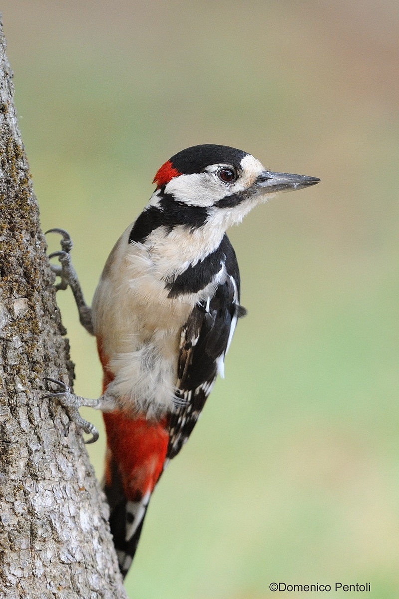 Great Spotted Woodpecker Male...