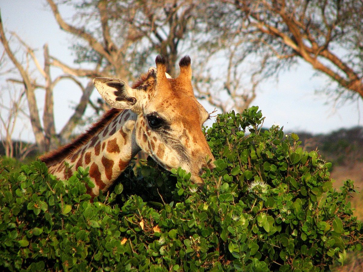 Giraffe...