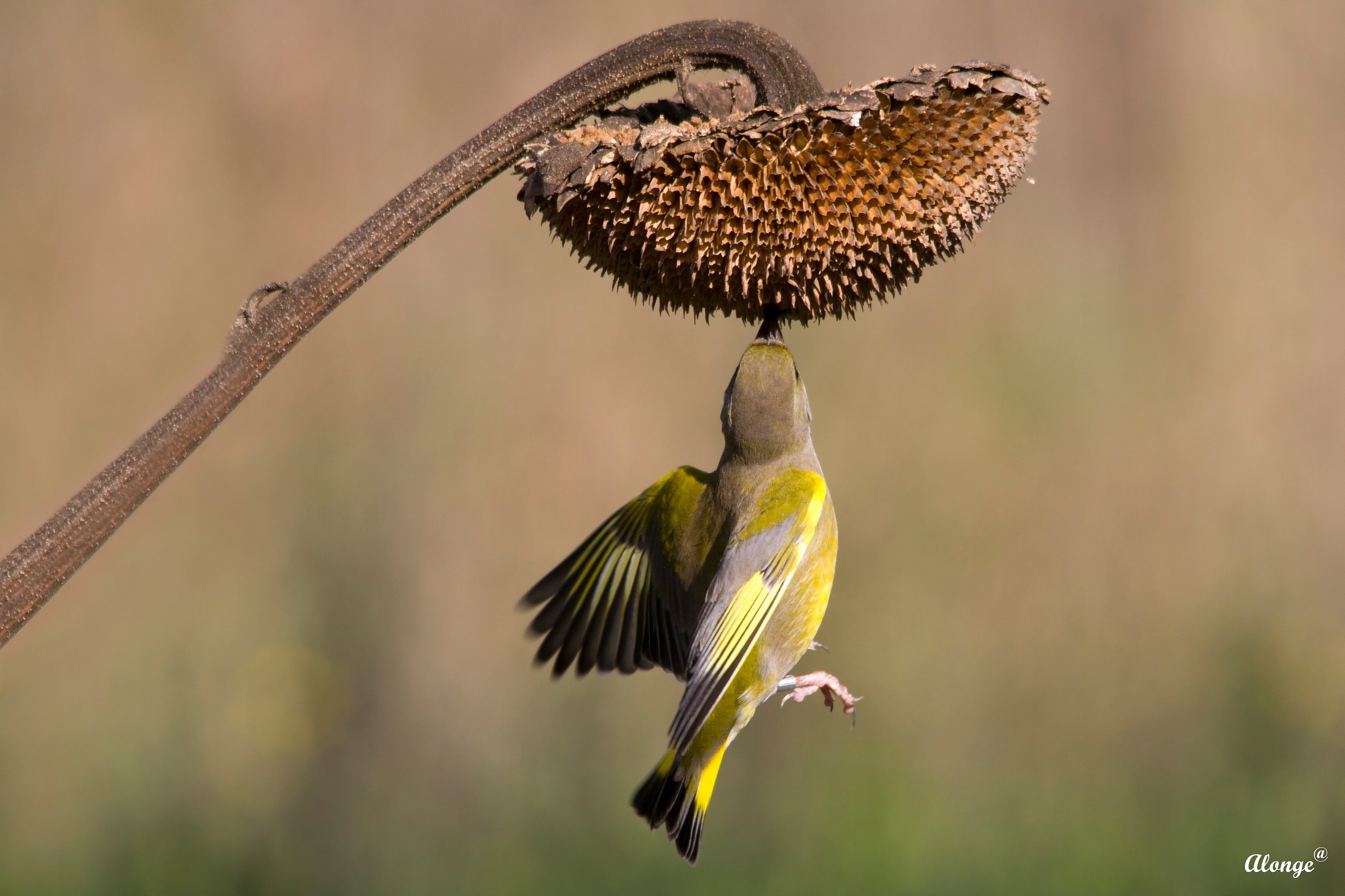 Verdone in flight...