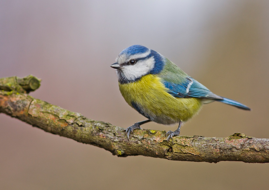 blue tit...