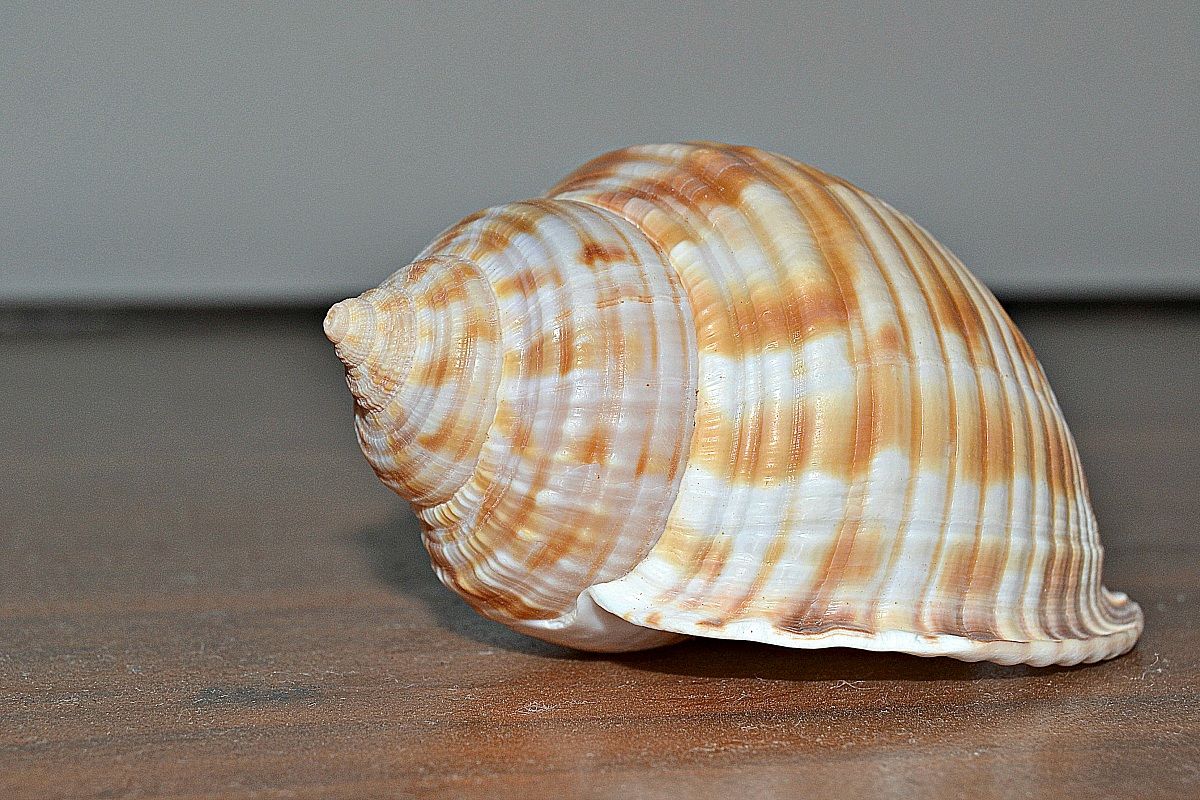 Shell...