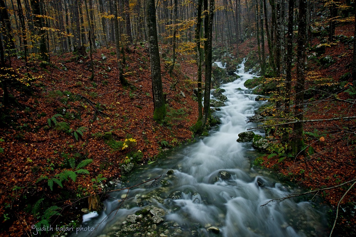 the autumn stream...