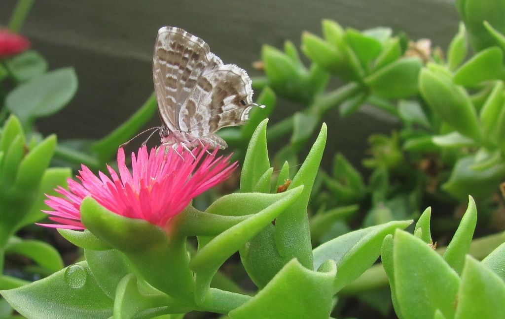 Butterfly...