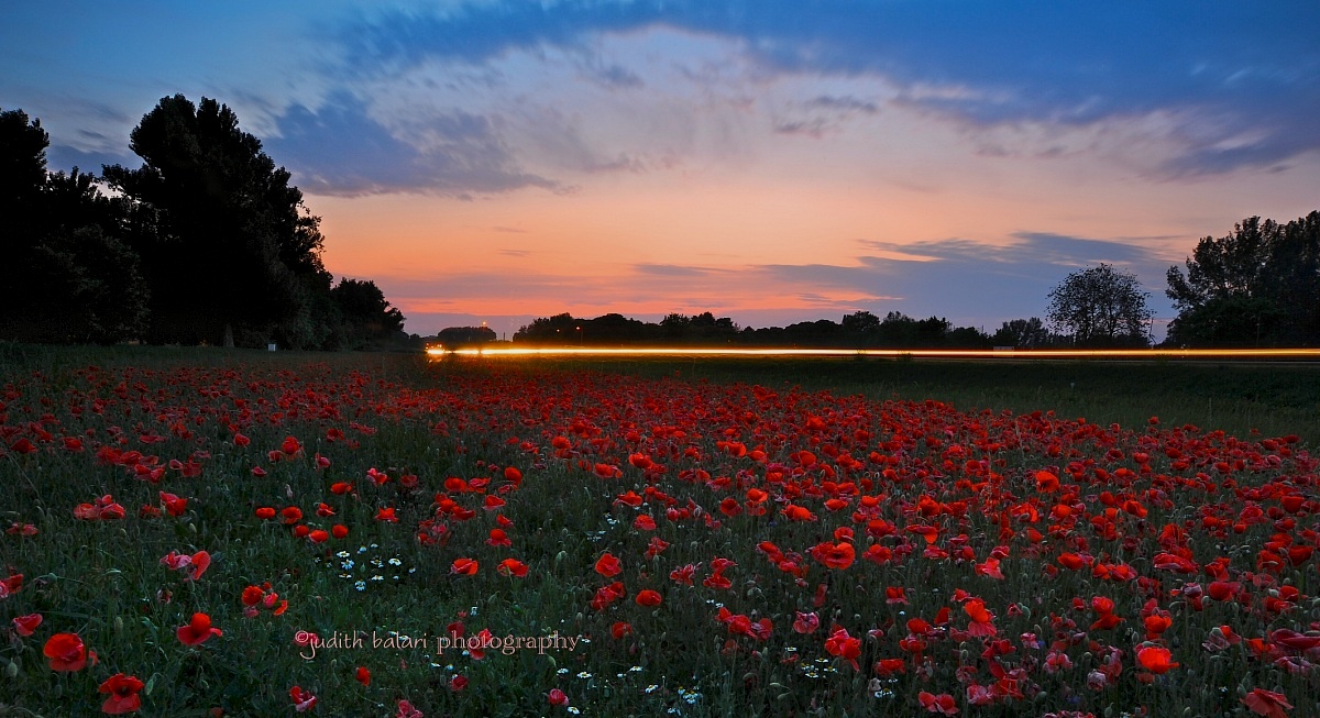 poppy field at twilight...
