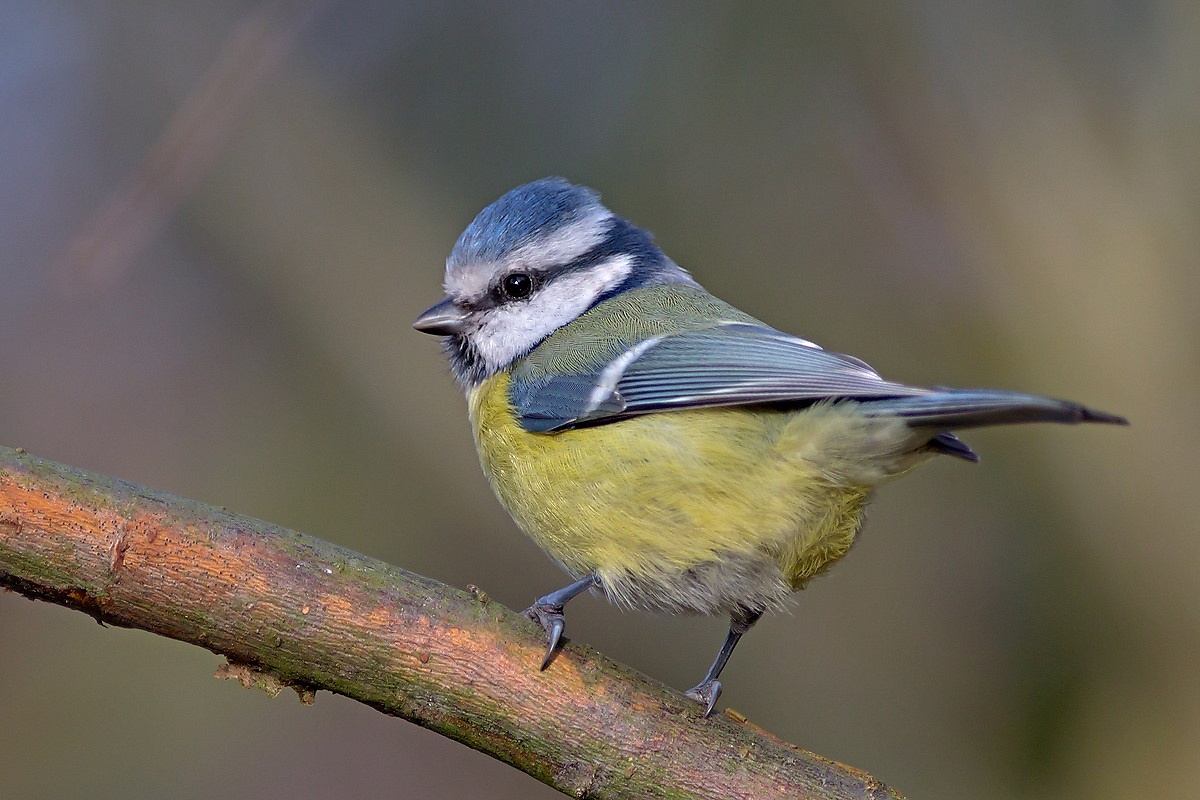 Cinciarella (Cyanistes caeruleus)...