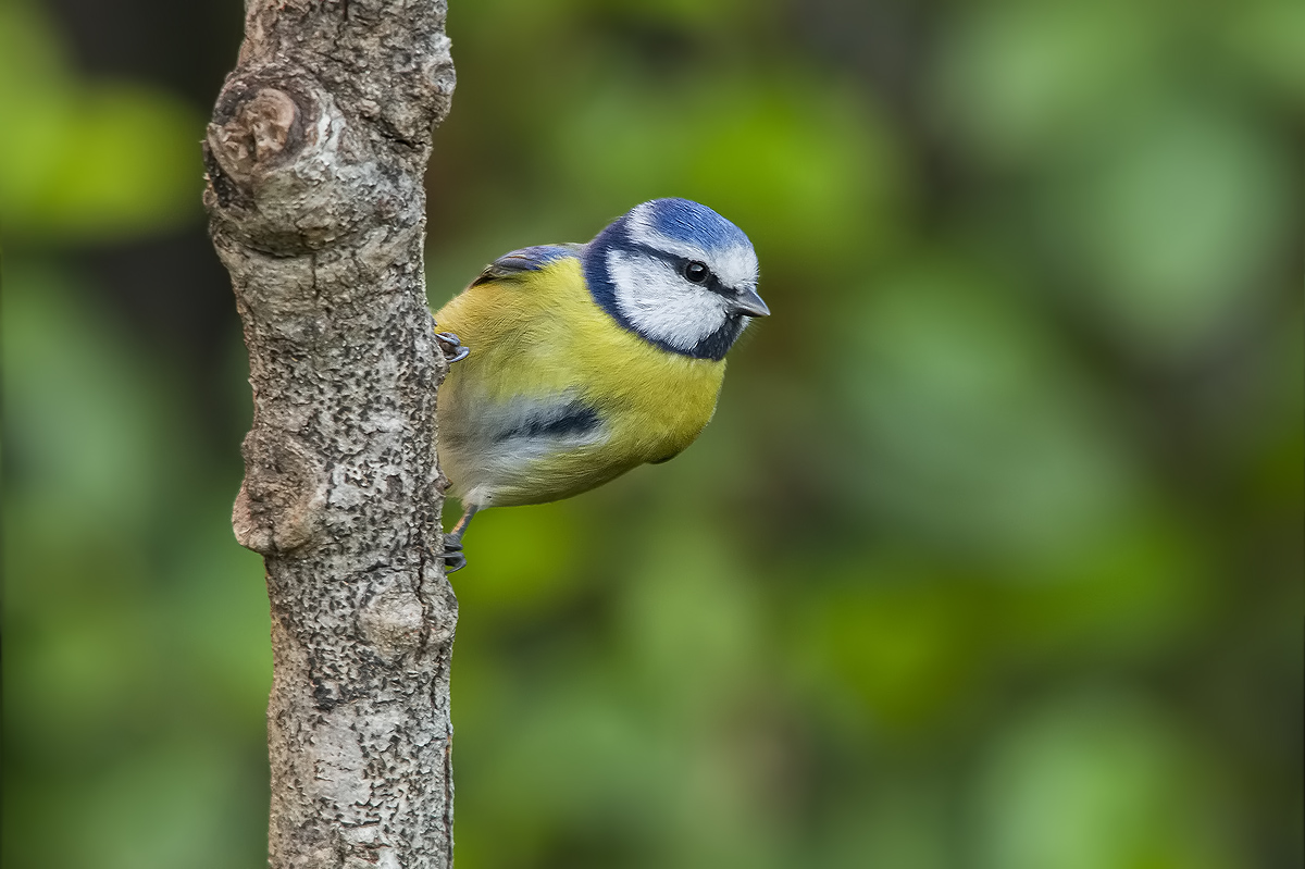 Tit acrobatics: o)...