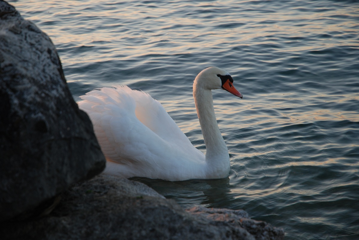 cigno...