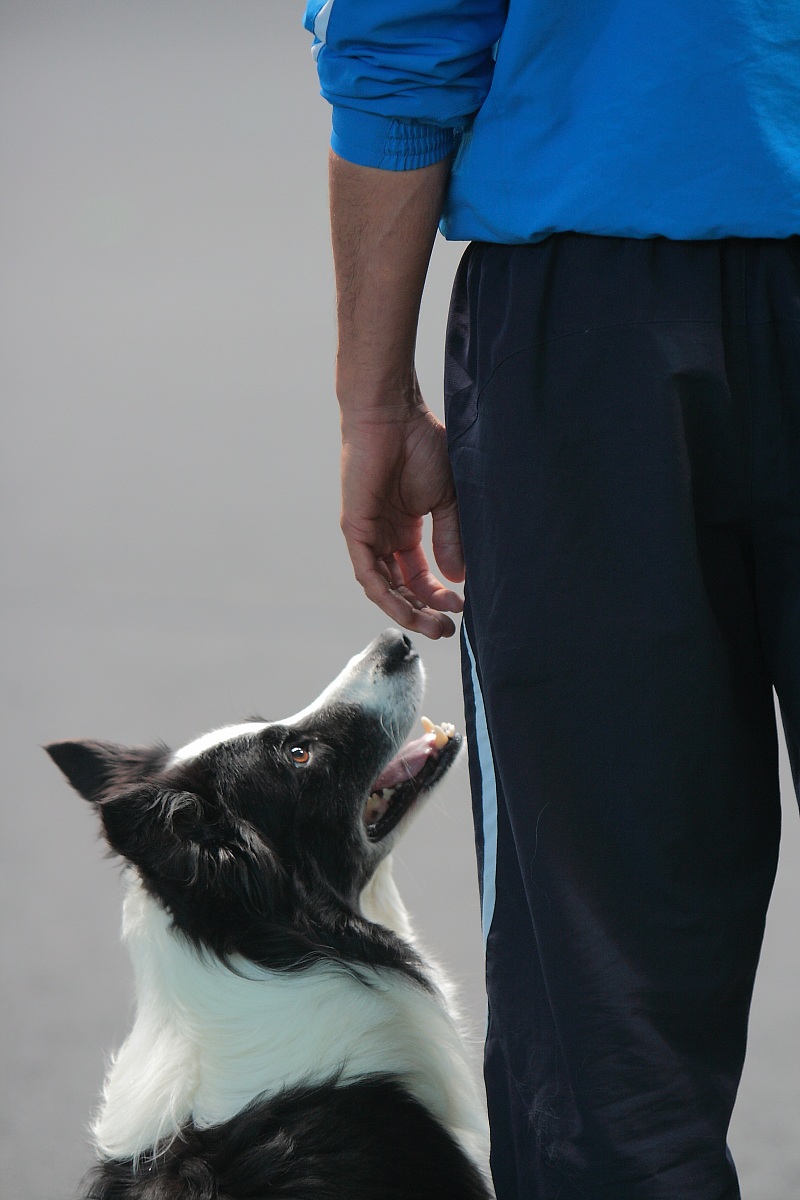 Campionato mondiale Obedience 2012...
