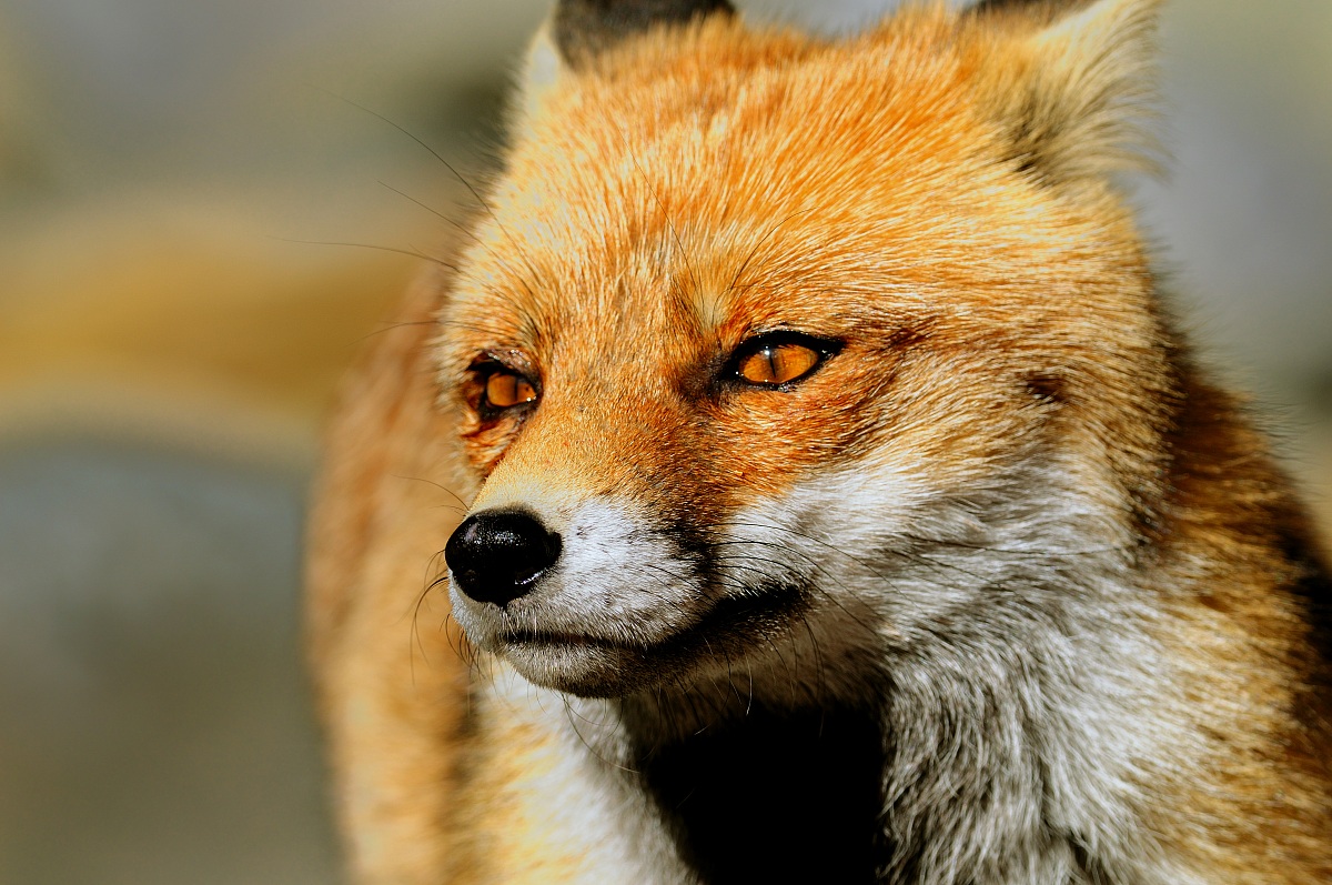 fox...