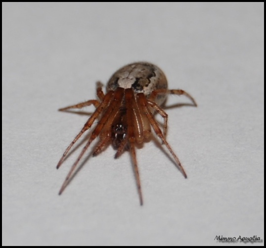 Spider...