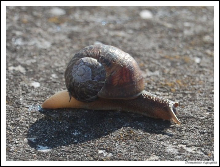 Snail...