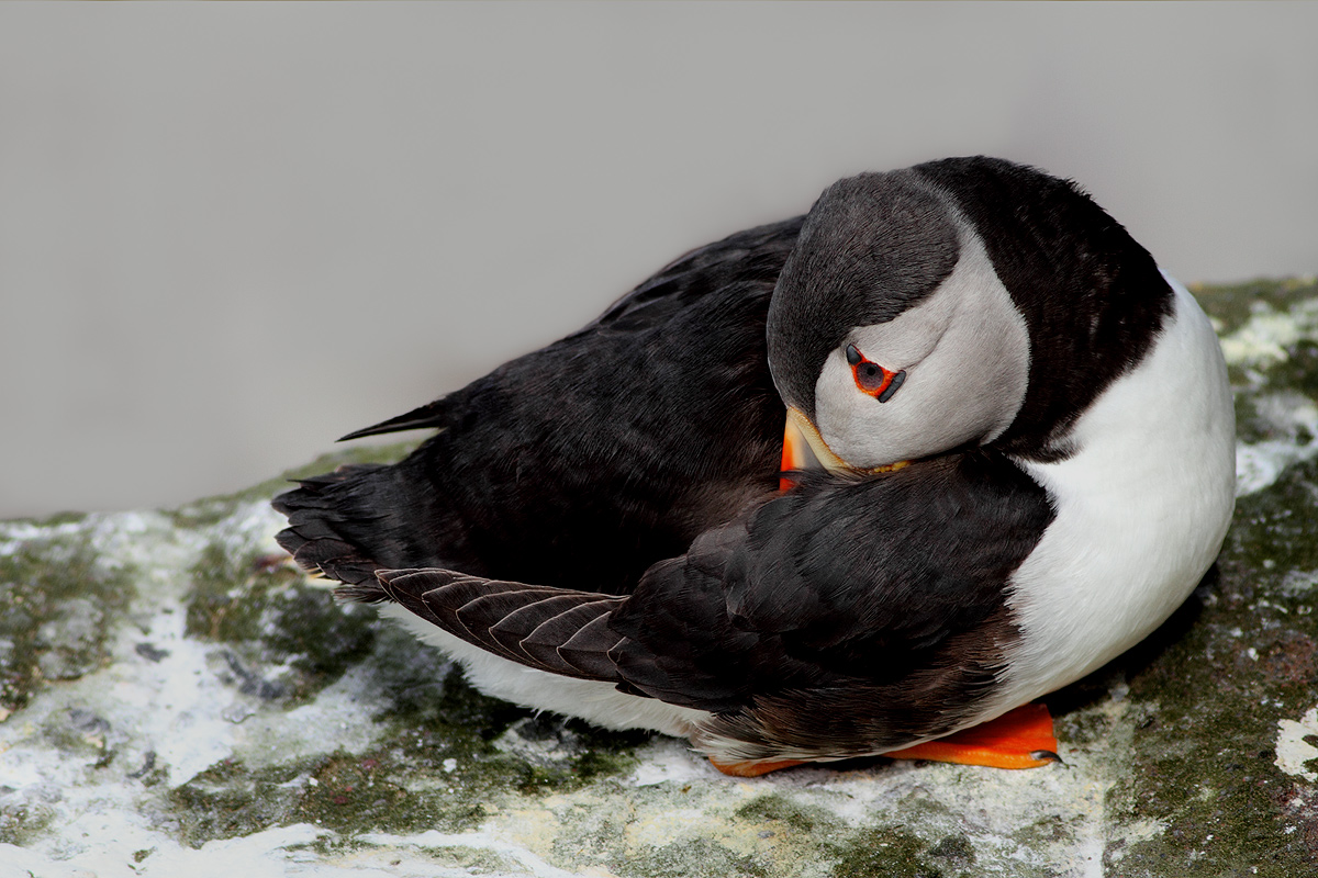 Puffin brooding .........