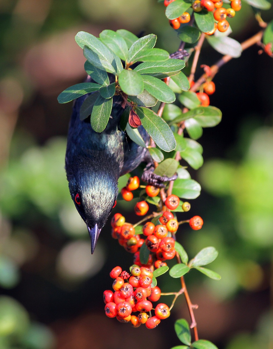 Philippine Glossy Starling--Male...