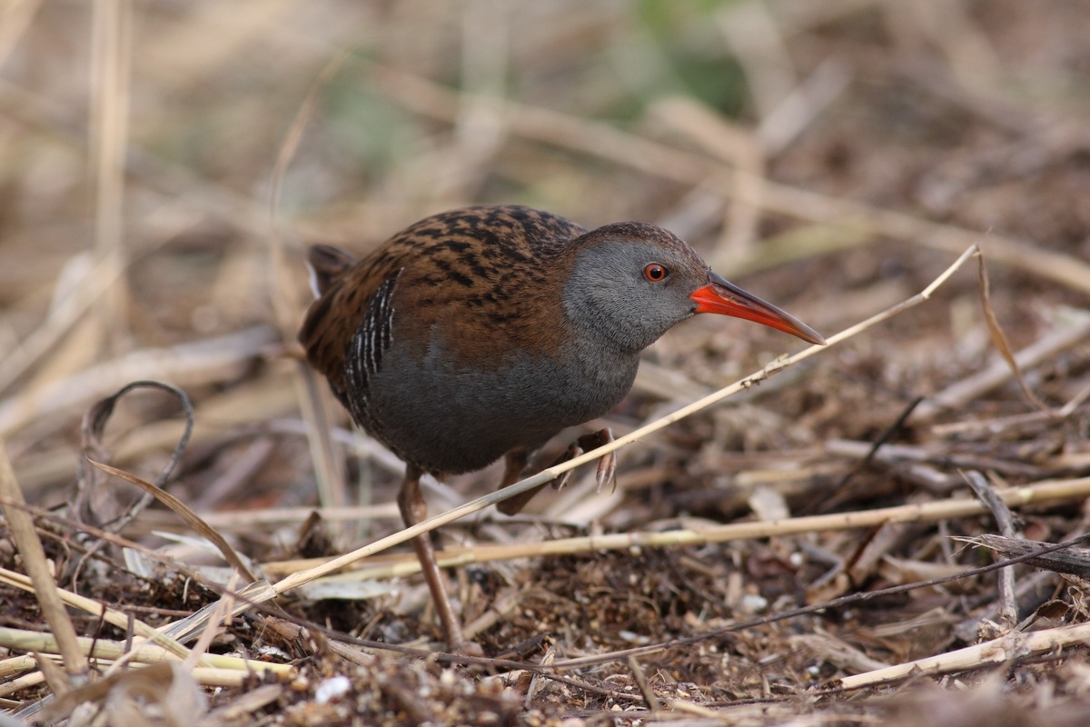 Water Rail in reconnaissance...