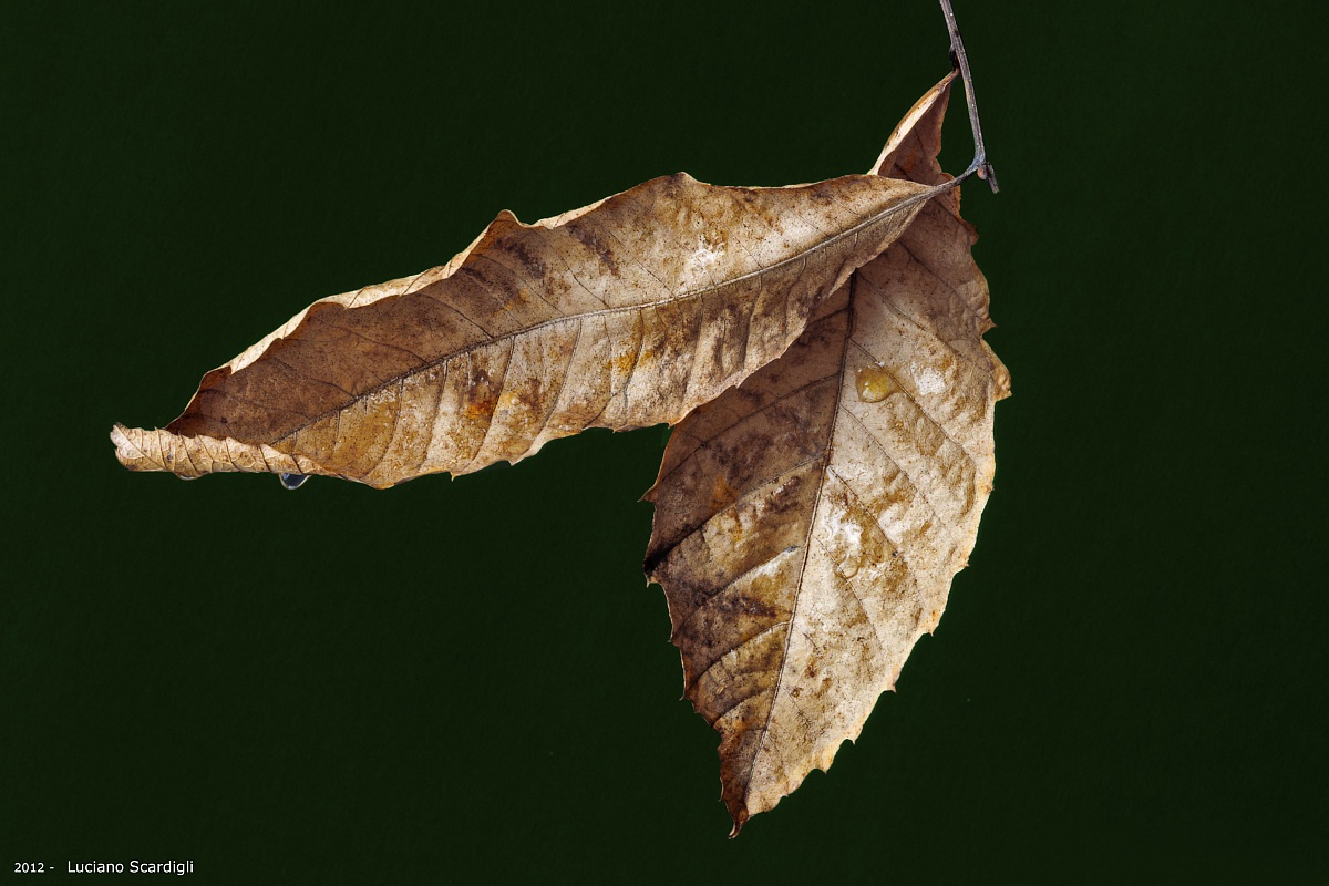 Autunno,MG7_4191...