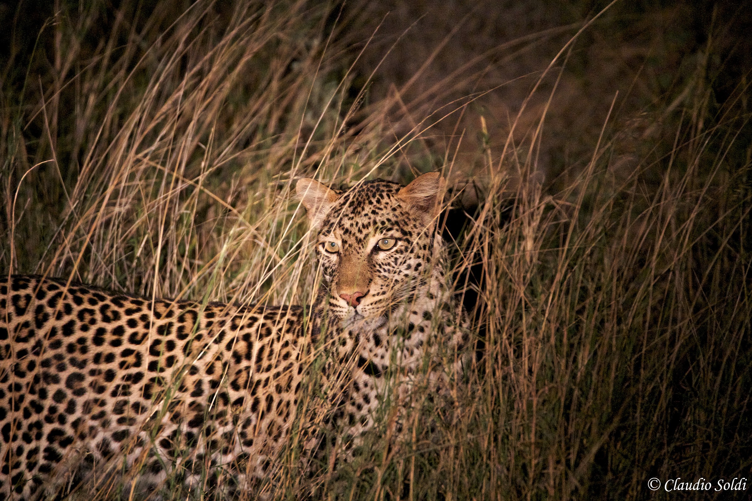 Leopard in the dark - Tsavo West...