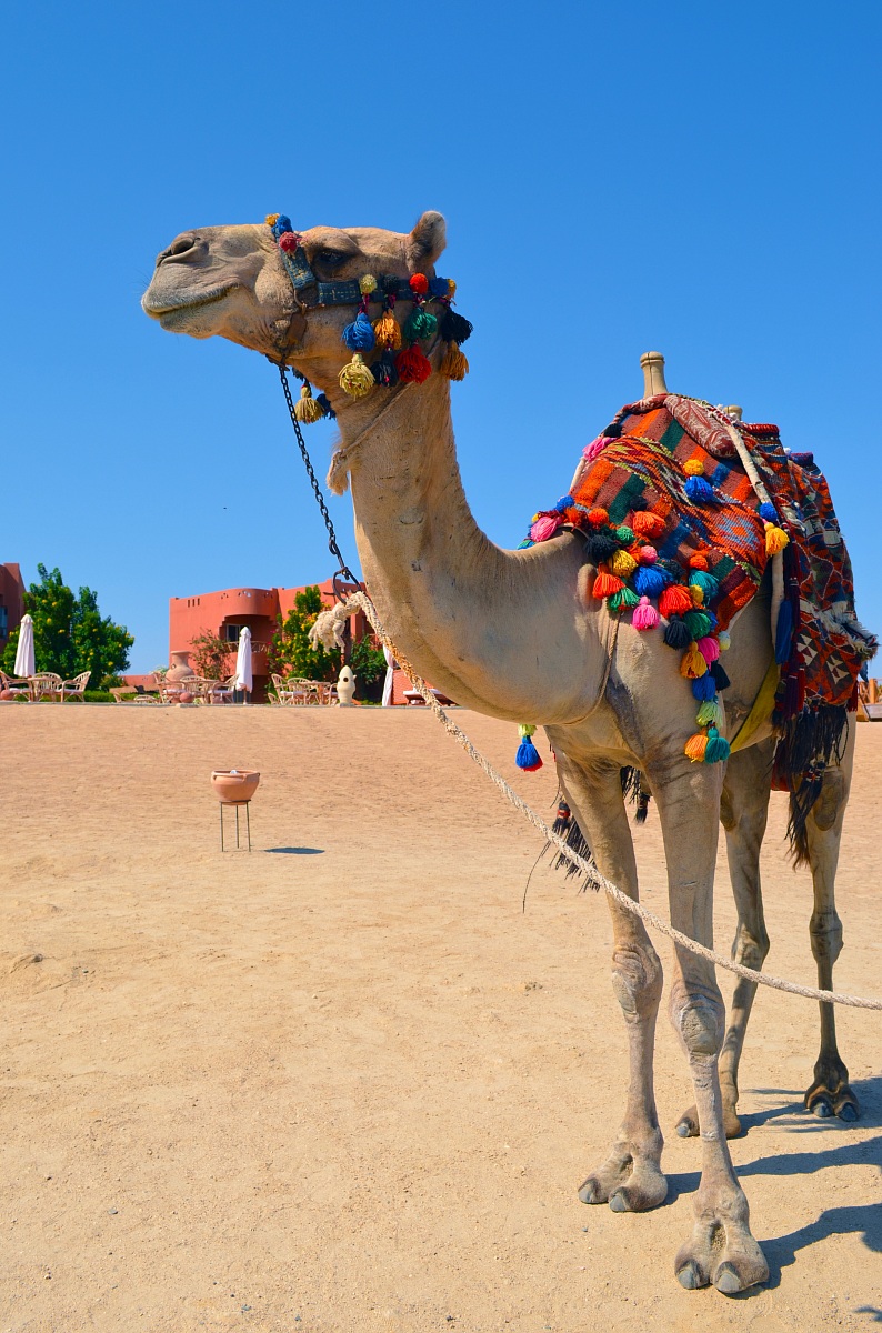 The camel on the beaches of Marsa Alam...