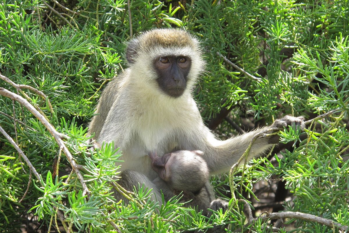 Tsavo National Park...