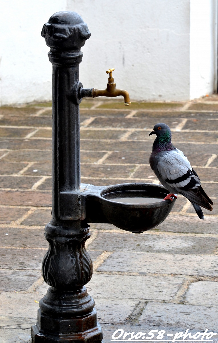 Thirsty Pigeon...