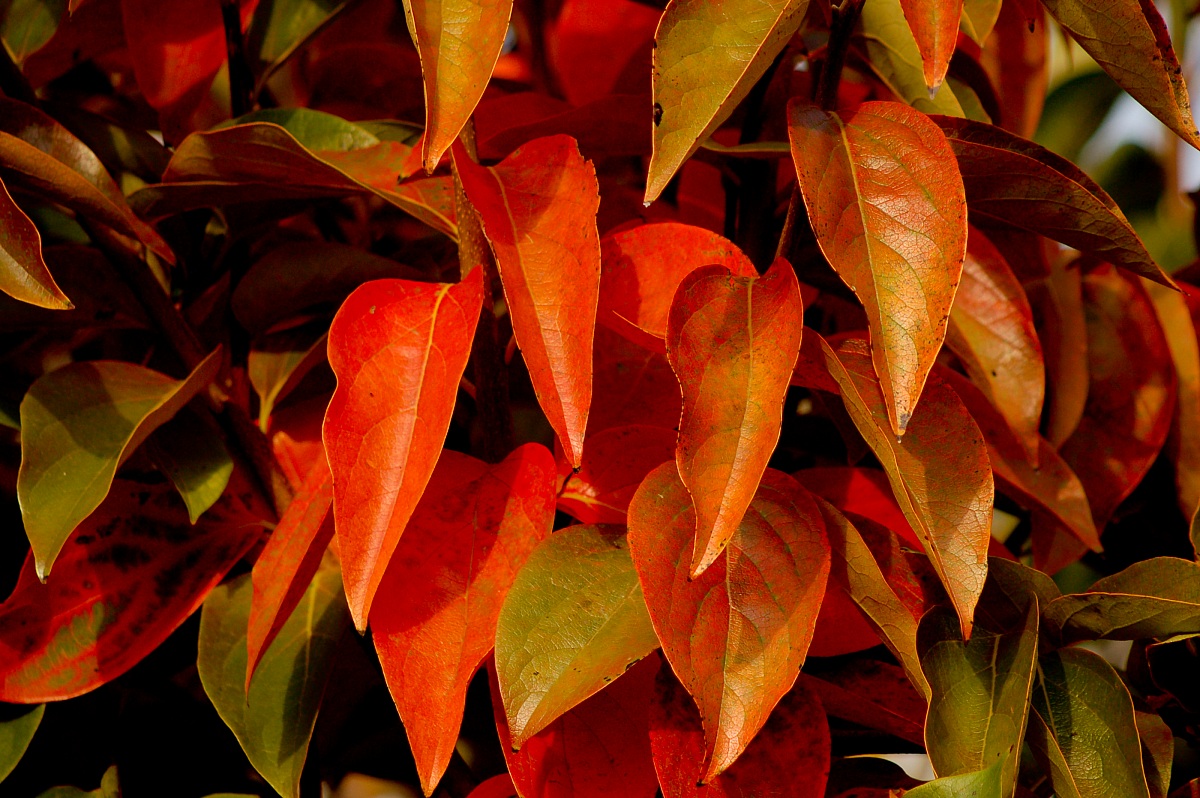 Red leaves...