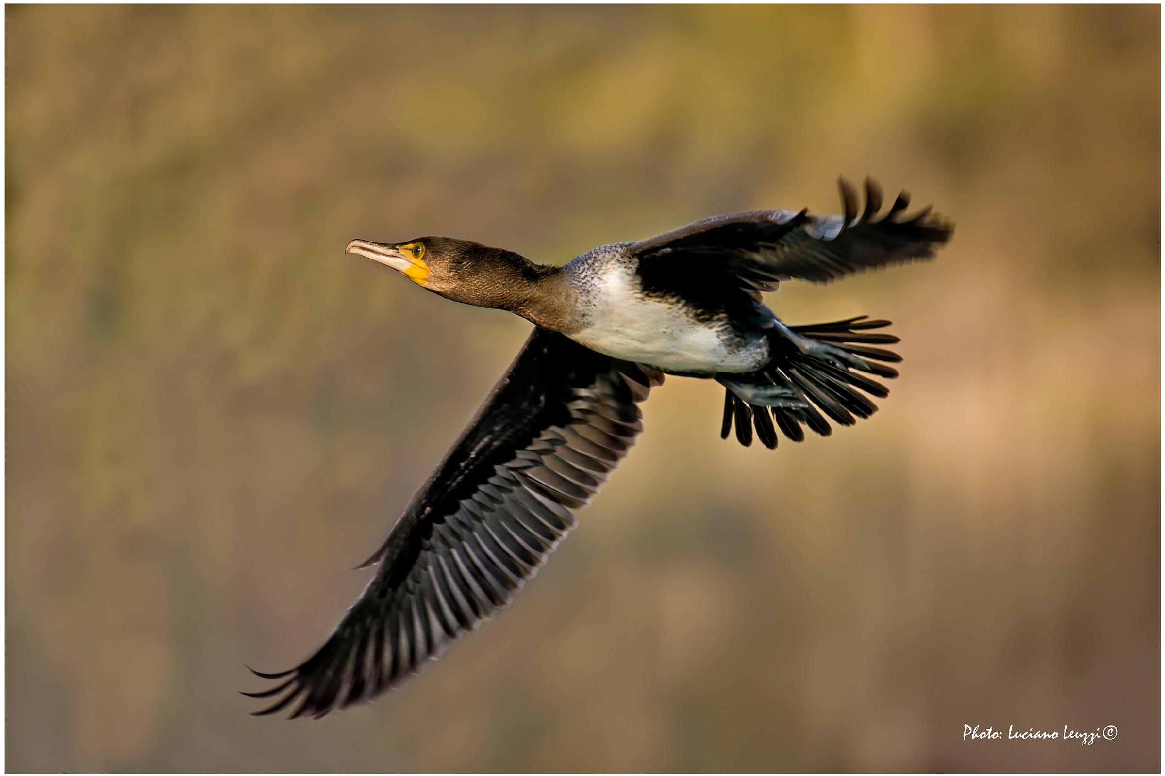 Cormorano - il volo...