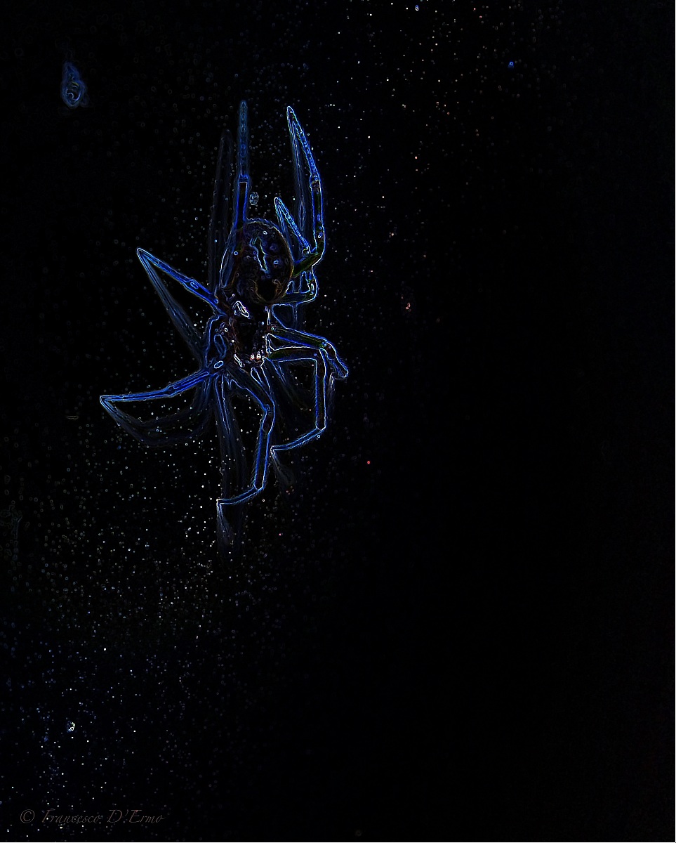 Constellation Spider...