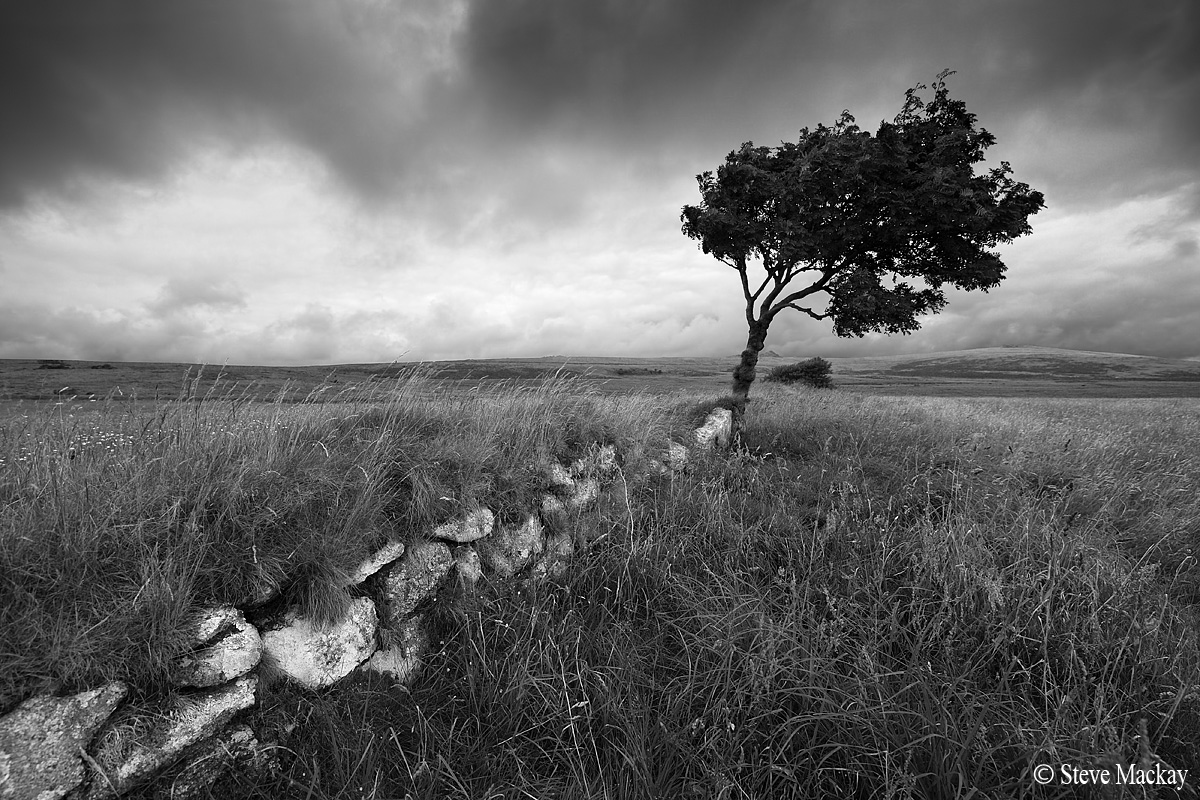 Windswept Tree, Dartmoor...