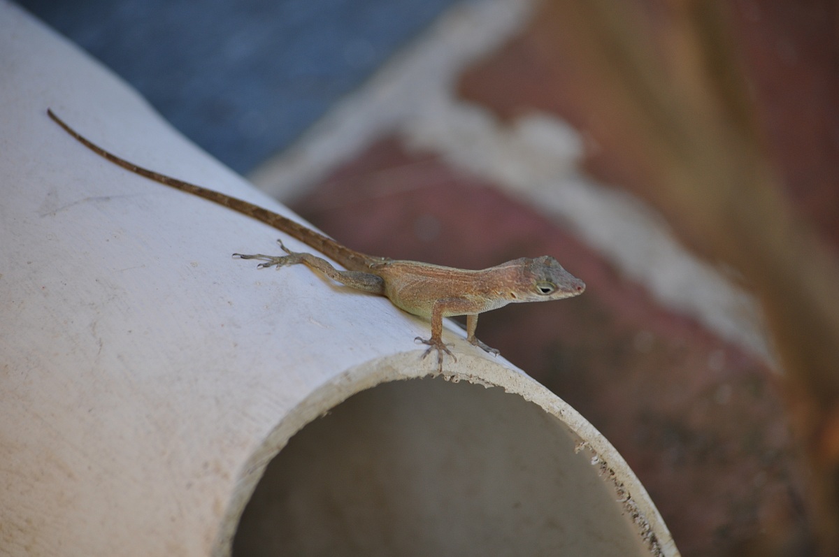 Santo Domingo gecko...