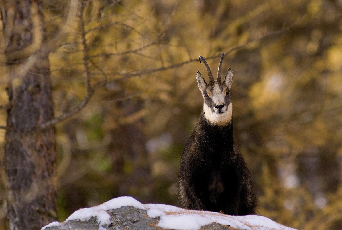 chamois...