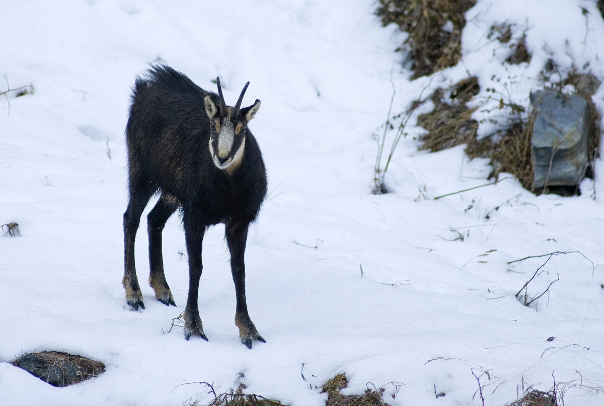 chamois...