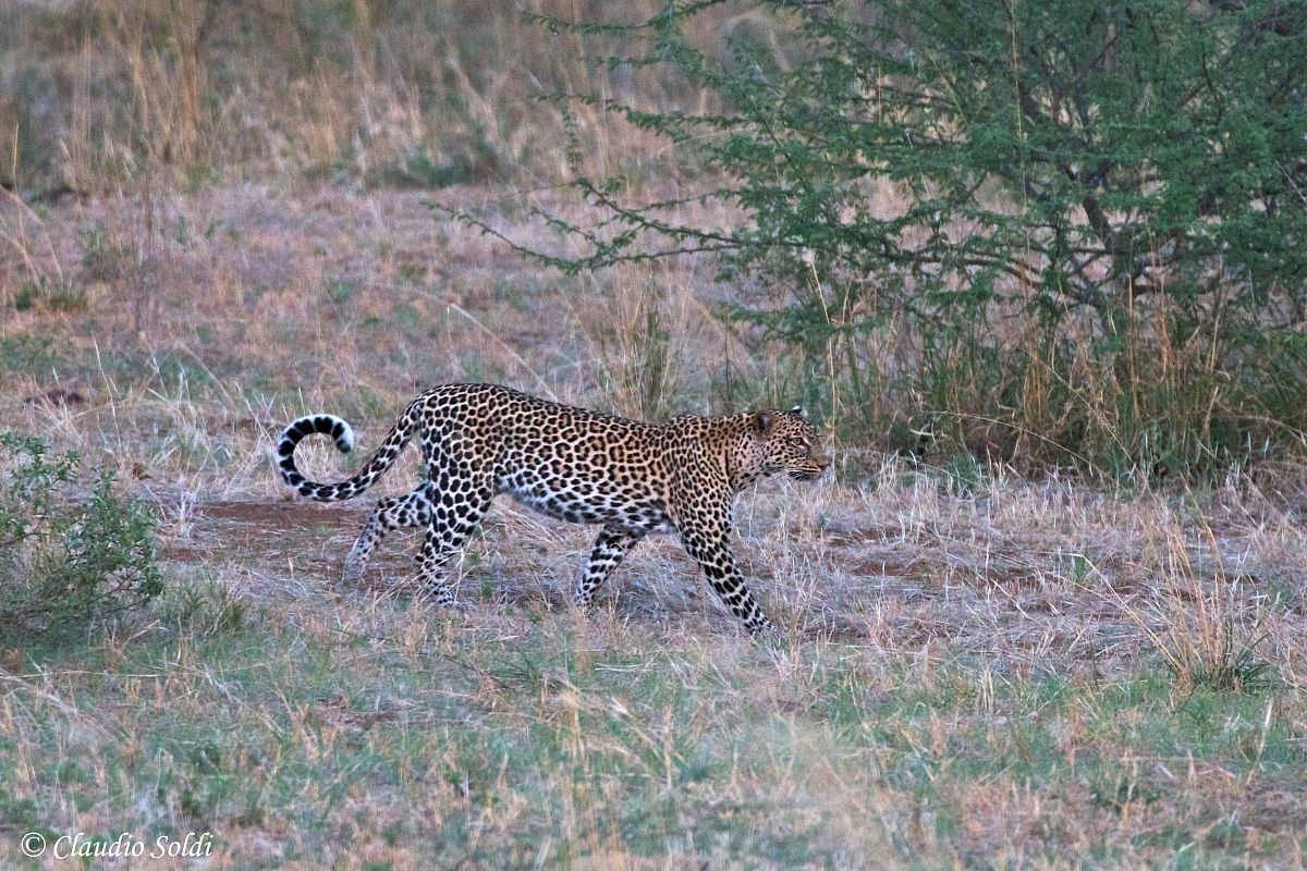 Leopardo - Tsavo Ovest...