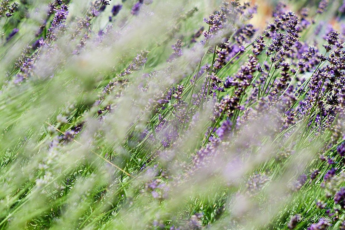 Lavender...