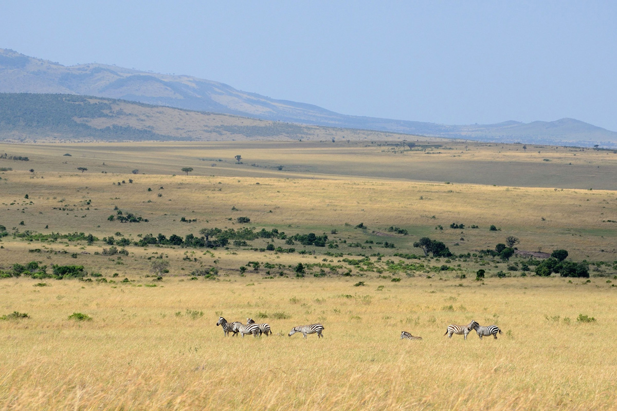 Landscape of the Masai Mara...