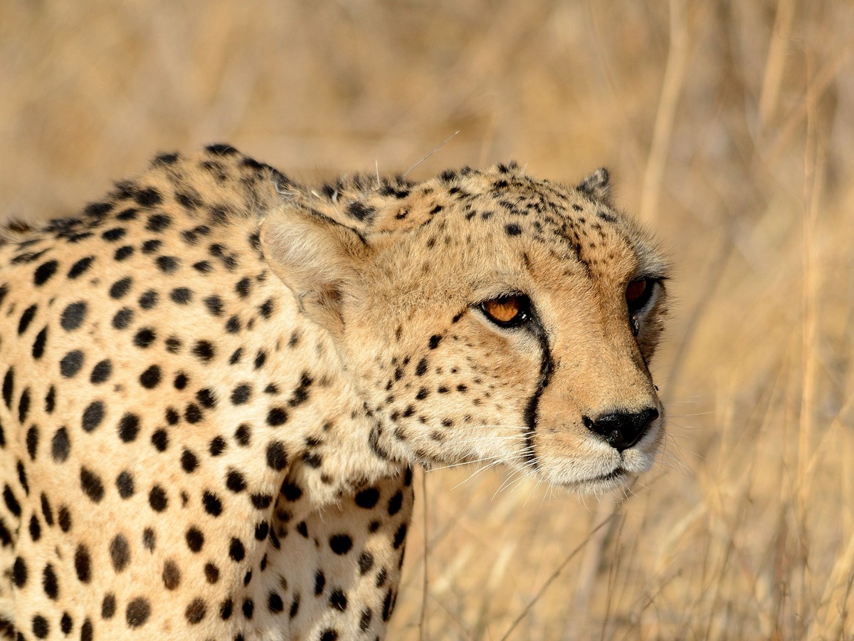 Cheetah in the foreground...