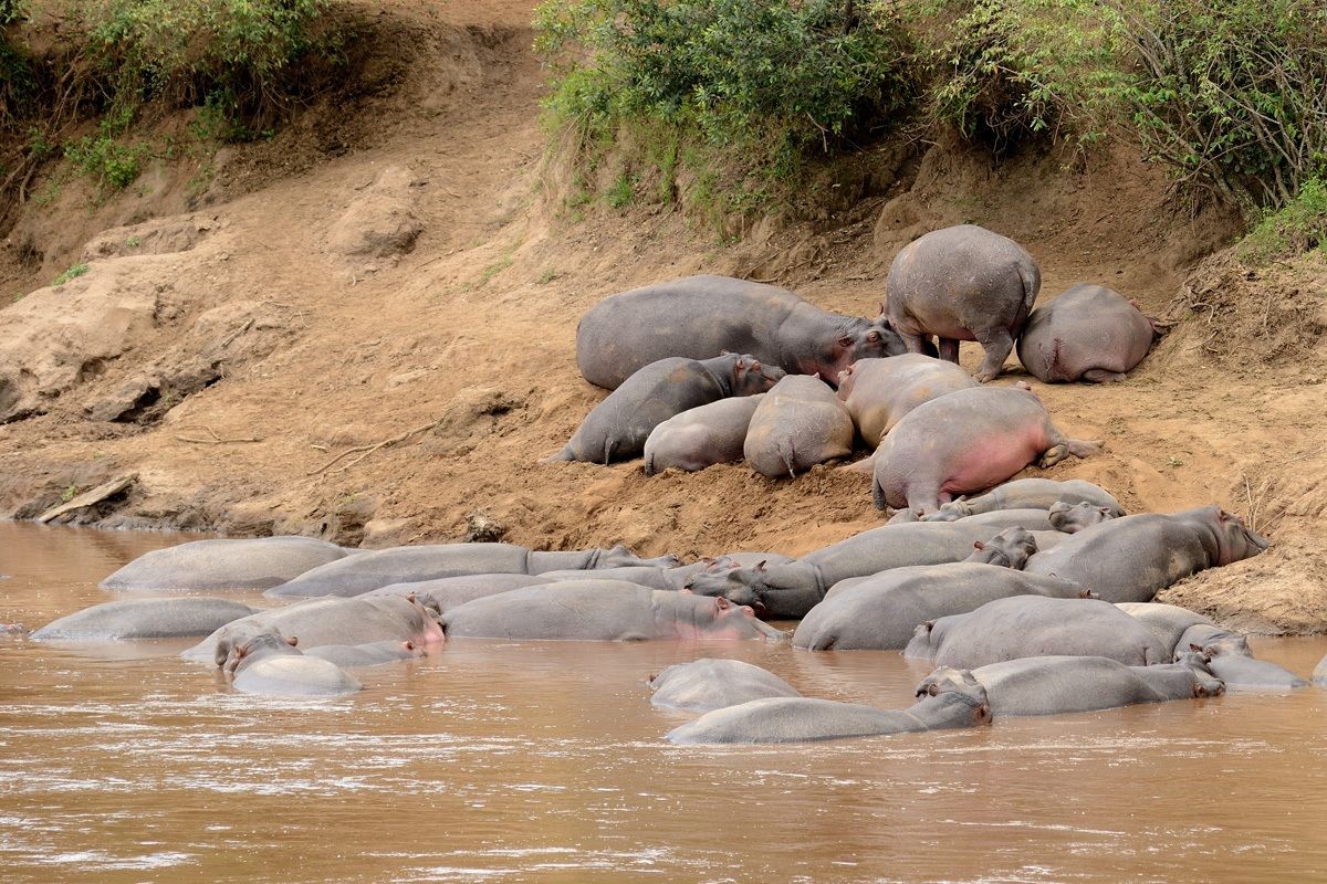 Hippos in the Mara River...