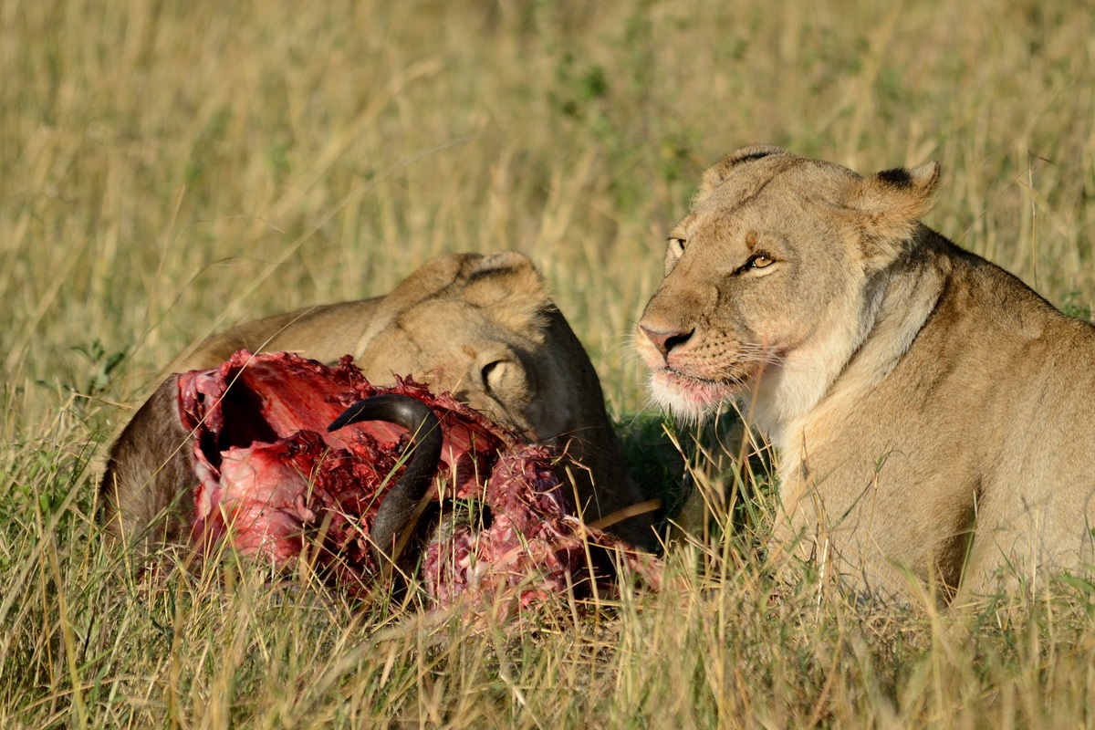 The meal of the Lionesses...