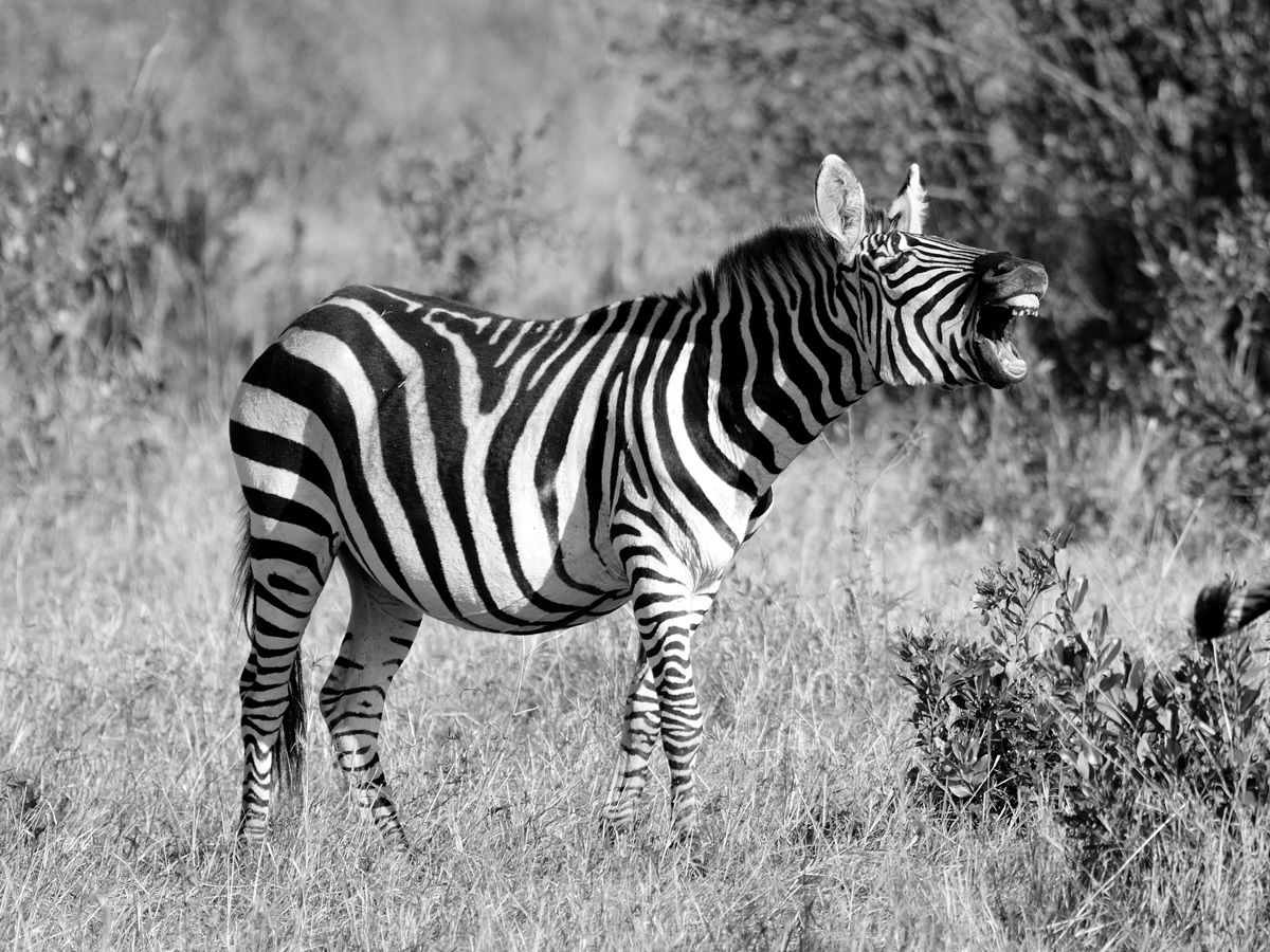 Zebra in black and white...