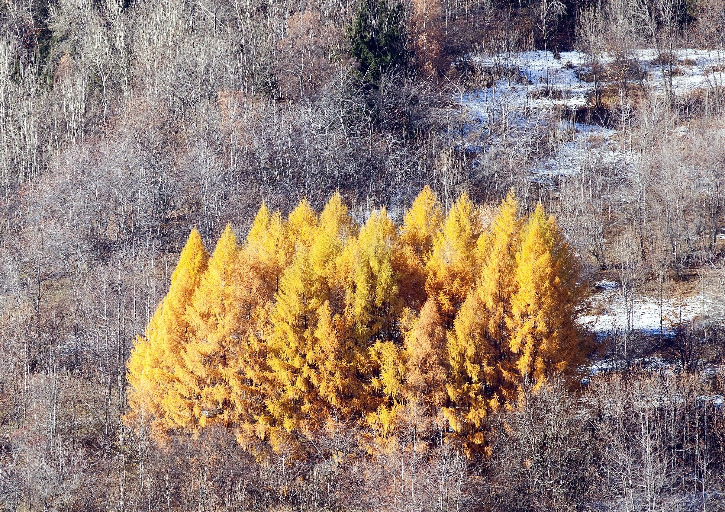 A flock of larch...